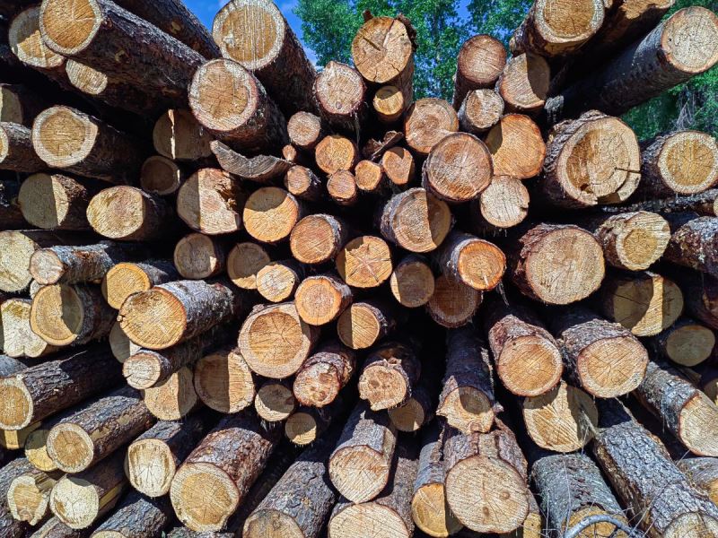 В 2023 году жители Хакасии заготовили для собственных нужд 70 тыс. куб. м древесины